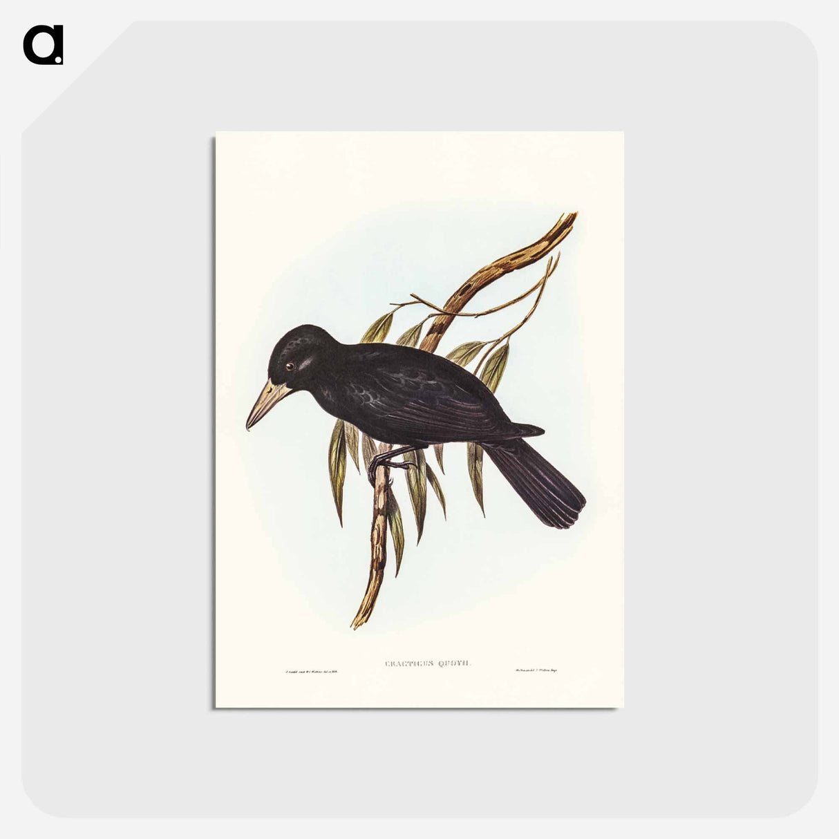 アートポストカード-Quoy's Crow-Shrike
 - ジョン グールド Postcard.