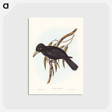 アートポストカード-Quoy's Crow-Shrike
 - ジョン グールド Postcard.