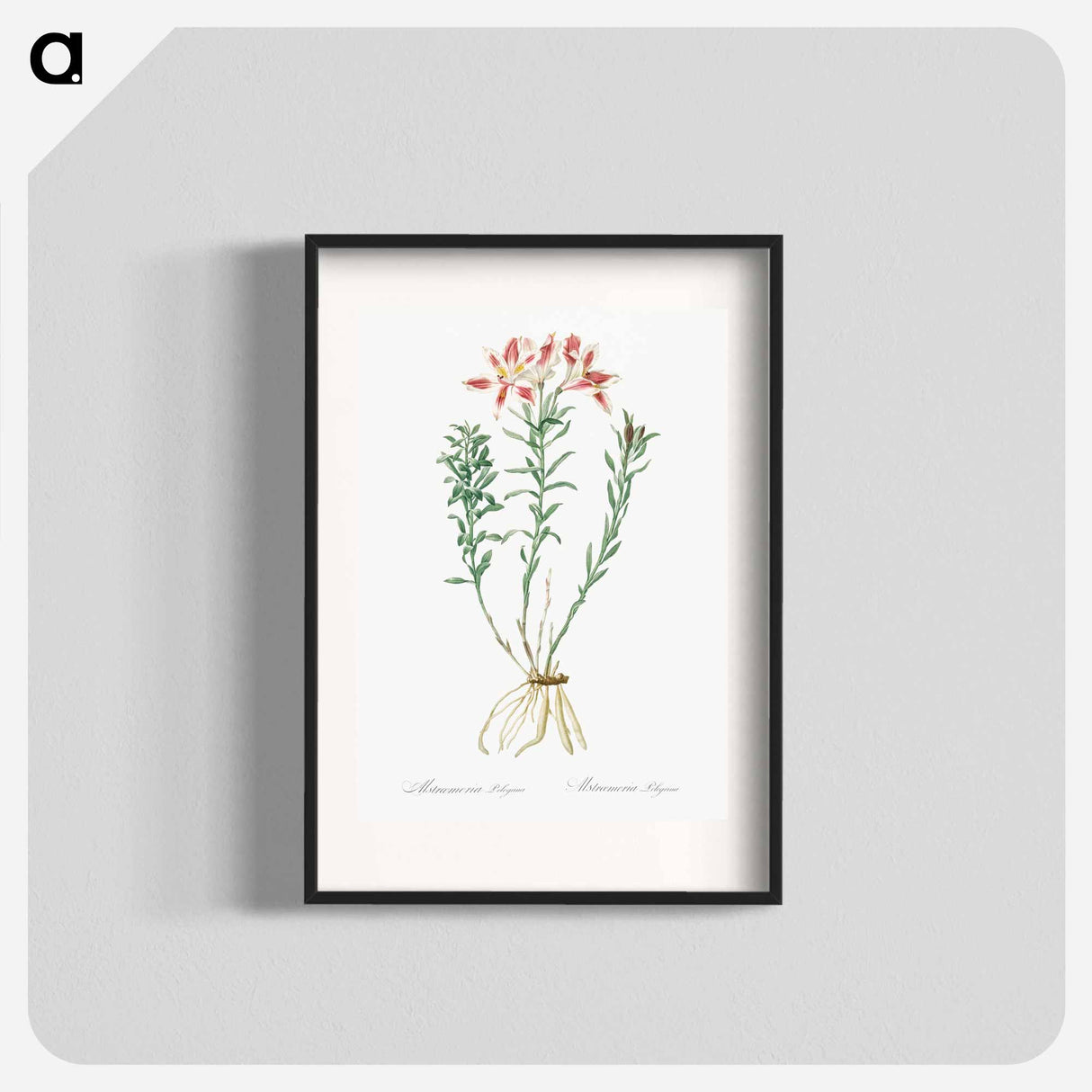 Lily of the Incas - Pierre-Joseph Redouté Poster.
