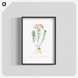 Lily of the Incas - Pierre-Joseph Redouté Poster.
