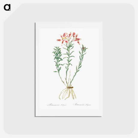 アートポストカード-Lily of the Incas - ピエール ジョゼフ ルドゥーテ Postcard.