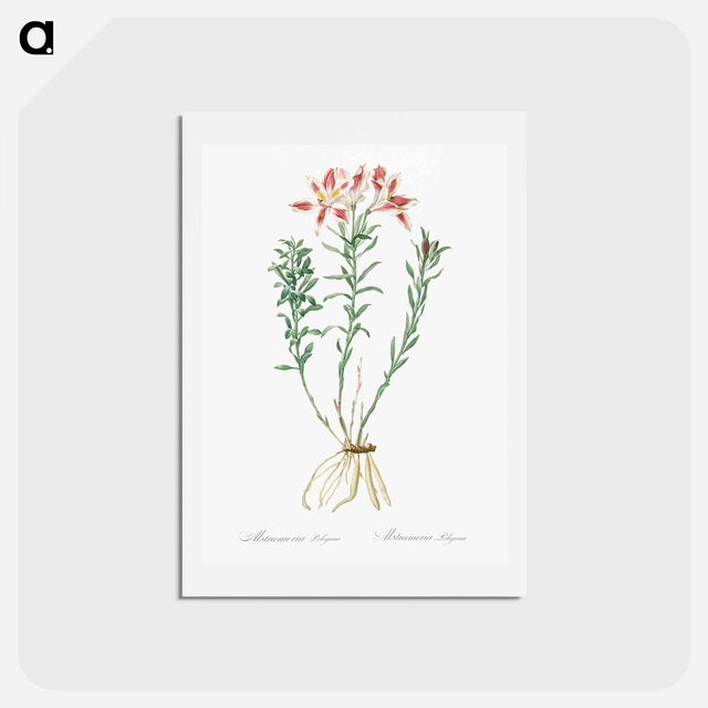 アートポストカード-Lily of the Incas - ピエール ジョゼフ ルドゥーテ Postcard.