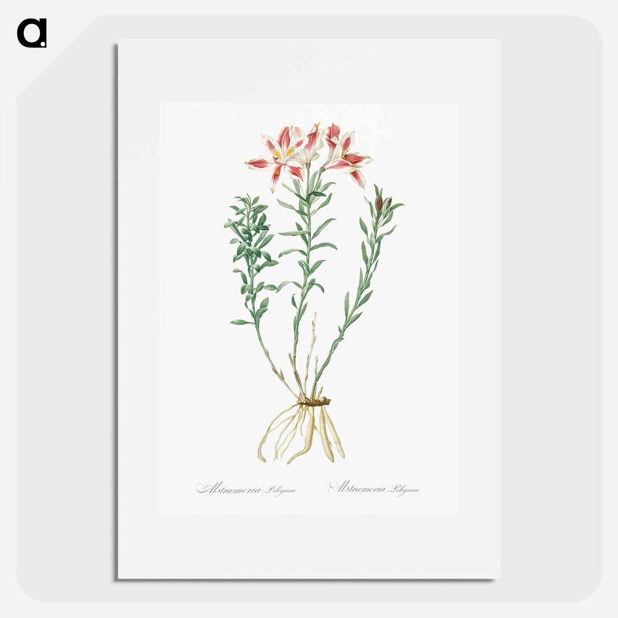 Lily of the Incas - Pierre-Joseph Redouté Poster.