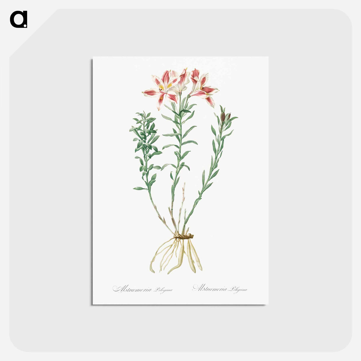 アートポストカード-Lily of the Incas - ピエール ジョゼフ ルドゥーテ Postcard.