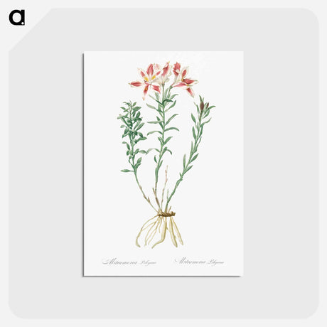 アートポストカード-Lily of the Incas - ピエール ジョゼフ ルドゥーテ Postcard.