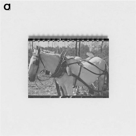 アートメモ帳-Guayule Rubber Worms
 - ラッセル リー Memo.