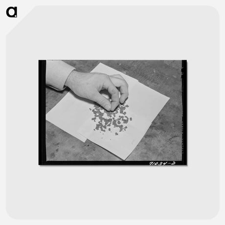 アートポストカード-Guayule Rubber Worms
 - ラッセル リー Postcard.