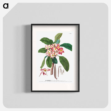 Plumeria
 - クリーブランド美術館 Poster.