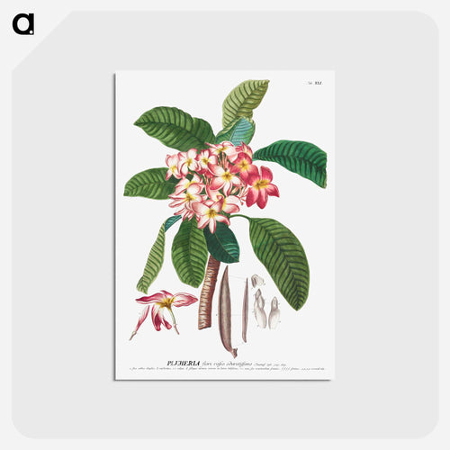 Plumeria
 - クリーブランド美術館 Postcard.
