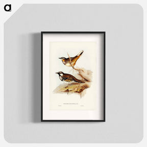 アートポスター-Spotted Ground Thrush
 - ジョン グールド Poster.
