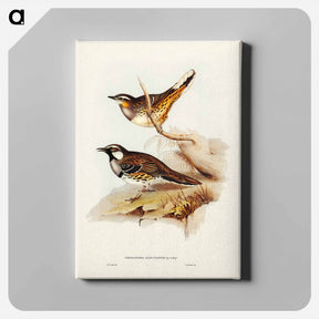 アートパネル-Spotted Ground Thrush
 - ジョン グールド Canvas.