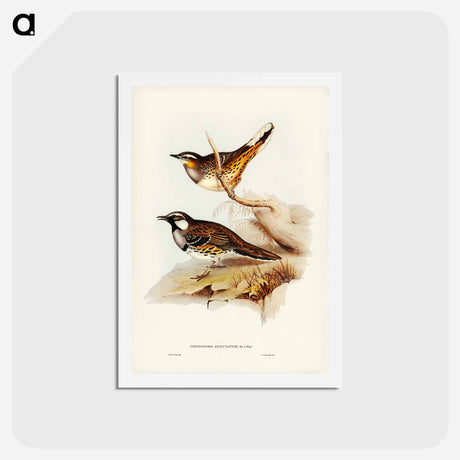 アートポストカード-Spotted Ground Thrush
 - ジョン グールド Postcard.