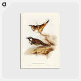アートポストカード-Spotted Ground Thrush
 - ジョン グールド Postcard.