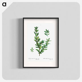 アートポスター-Buxus sempervirens - ピエール ジョゼフ ルドゥーテ Poster.