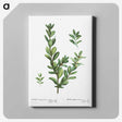 8-10_Pierre-Joseph-Redoute_canvas
