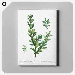 アートパネル-Buxus sempervirens - ピエール ジョゼフ ルドゥーテ Canvas.