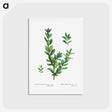 アートポストカード-Buxus sempervirens - ピエール ジョゼフ ルドゥーテ Postcard.