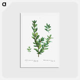 アートポストカード-Buxus sempervirens - ピエール ジョゼフ ルドゥーテ Postcard.