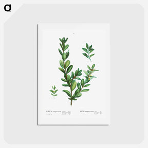 アートポストカード-Buxus sempervirens - ピエール ジョゼフ ルドゥーテ Postcard.