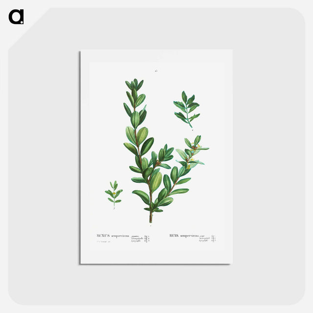 アートポストカード-Buxus sempervirens - ピエール ジョゼフ ルドゥーテ Postcard.