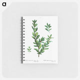Buxus sempervirens - ピエール ジョゼフ ルドゥーテ Memo.