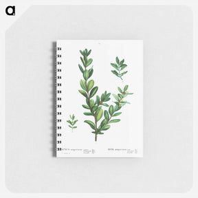 アートメモ帳-Buxus sempervirens - ピエール ジョゼフ ルドゥーテ Memo.