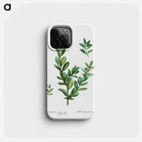 Buxus sempervirens - ピエール ジョゼフ ルドゥーテ Phone Case.