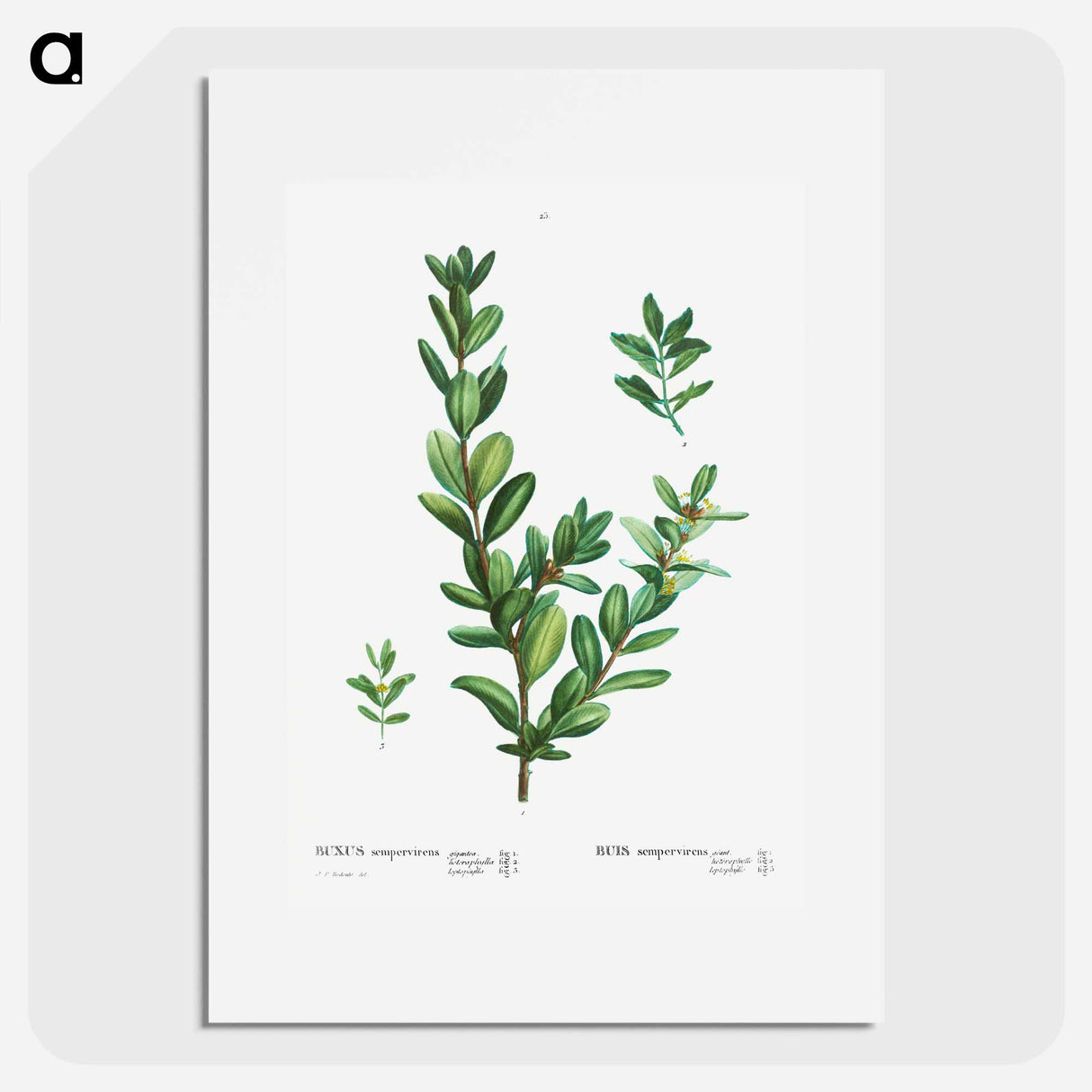 Buxus sempervirens - ピエール ジョゼフ ルドゥーテ Poster.