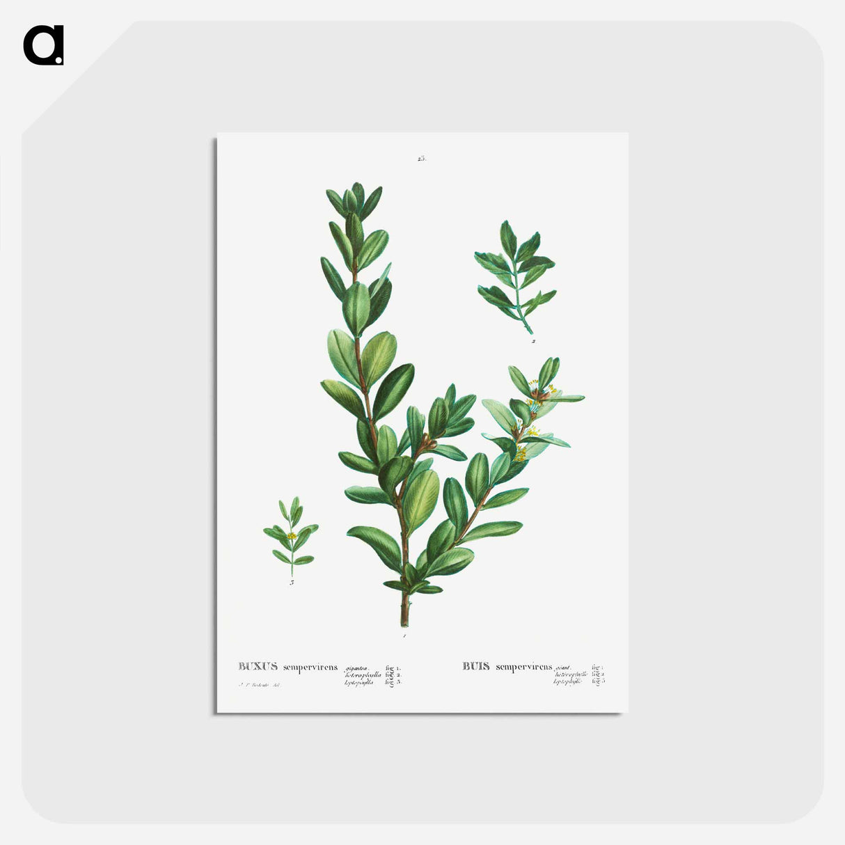 アートポストカード-Buxus sempervirens - ピエール ジョゼフ ルドゥーテ Postcard.
