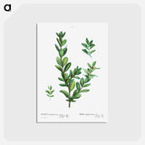 アートポストカード-Buxus sempervirens - ピエール ジョゼフ ルドゥーテ Postcard.