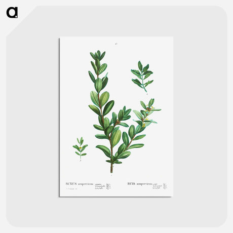アートポストカード-Buxus sempervirens - ピエール ジョゼフ ルドゥーテ Postcard.