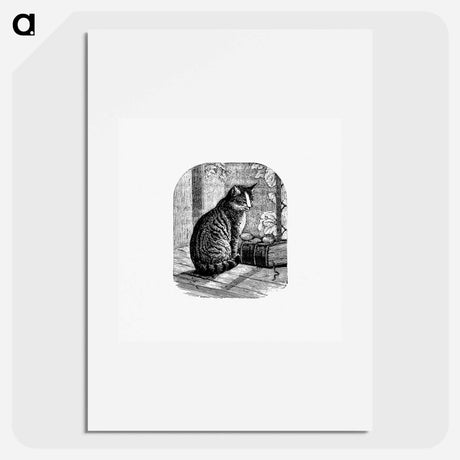 アートポスター-Domestic Cat from Aileen Aroon, A Memoir Of A Dog
 - 大英図書館 Poster.