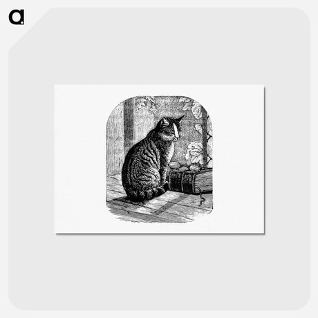 アートポストカード-Domestic Cat from Aileen Aroon, A Memoir Of A Dog
 - 大英図書館 Postcard.