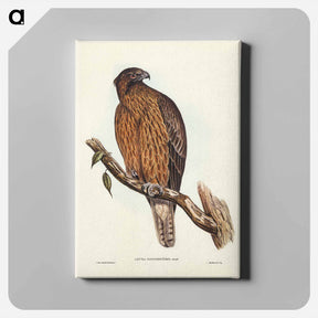 アートパネル-Little Australian Eagle
 - ジョン グールド Canvas.