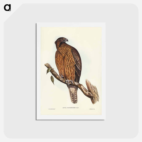 アートポストカード-Little Australian Eagle
 - ジョン グールド Postcard.