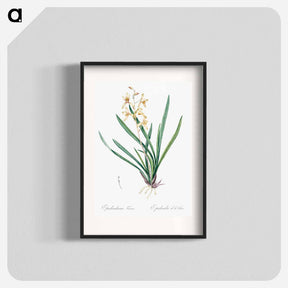 アートポスター-Epidendrum sinense illustration - ピエール ジョゼフ ルドゥーテ Poster.