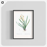 Epidendrum sinense illustration - ピエール ジョゼフ ルドゥーテ Poster.