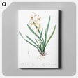 アートパネル-Epidendrum sinense illustration - ピエール ジョゼフ ルドゥーテ Canvas.