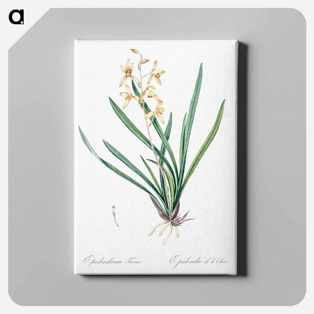 アートパネル-Epidendrum sinense illustration - ピエール ジョゼフ ルドゥーテ Canvas.