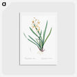 アートポストカード-Epidendrum sinense illustration - ピエール ジョゼフ ルドゥーテ Postcard.