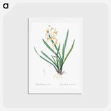 アートポストカード-Epidendrum sinense illustration - ピエール ジョゼフ ルドゥーテ Postcard.