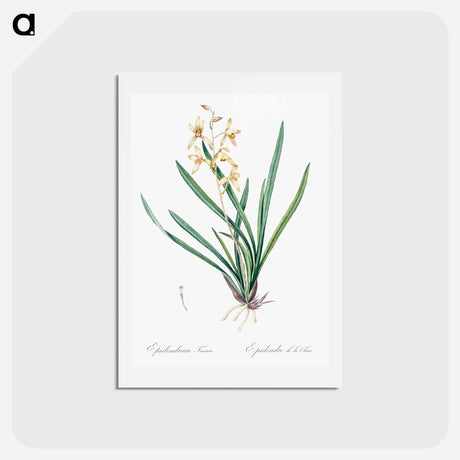アートポストカード-Epidendrum sinense illustration - ピエール ジョゼフ ルドゥーテ Postcard.