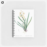 Epidendrum sinense illustration - ピエール ジョゼフ ルドゥーテ Memo.