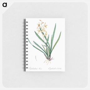 アートメモ帳-Epidendrum sinense illustration - ピエール ジョゼフ ルドゥーテ Memo.