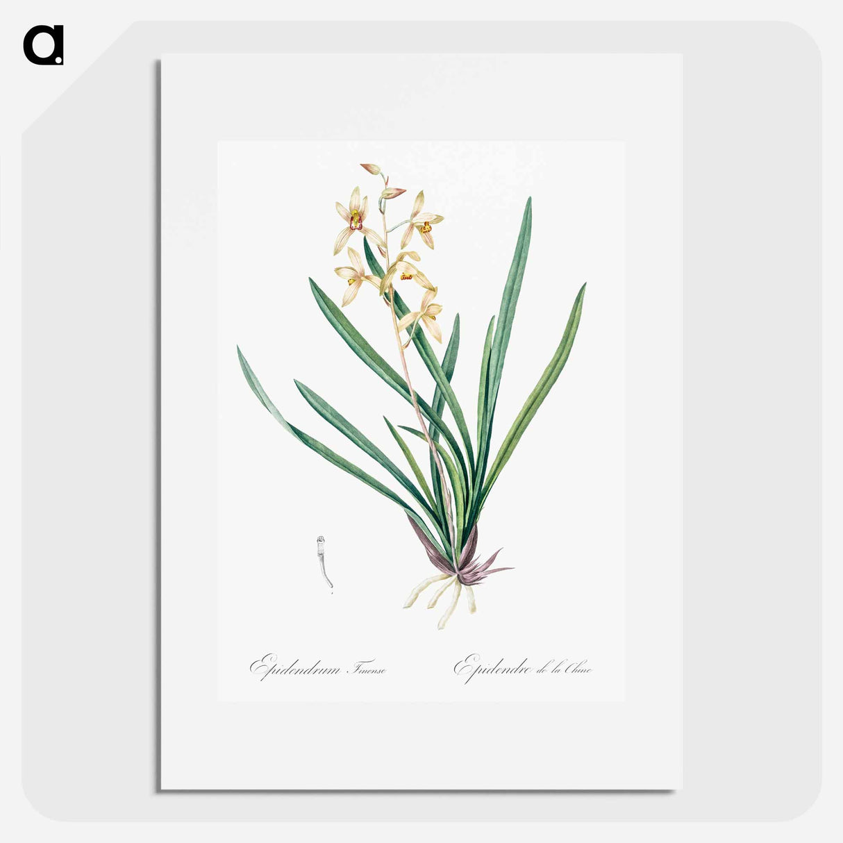 Epidendrum sinense illustration - ピエール ジョゼフ ルドゥーテ Poster.