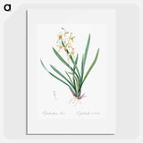 Epidendrum sinense illustration - ピエール ジョゼフ ルドゥーテ Poster.