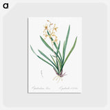 アートポストカード-Epidendrum sinense illustration - ピエール ジョゼフ ルドゥーテ Postcard.