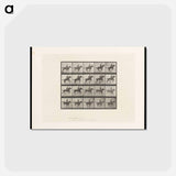 アートポストカード-Jumping Horse
 - エドワード マイブリッジ Postcard.