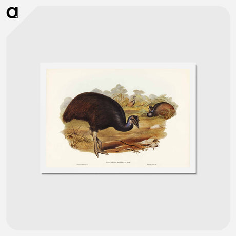 アートポストカード-Bennett's Cassowary
 - ジョン グールド Postcard.