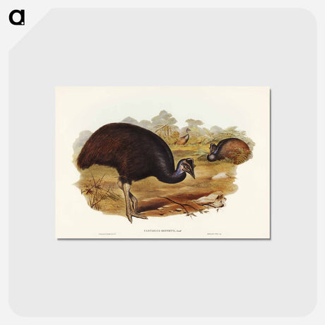 アートポストカード-Bennett's Cassowary
 - ジョン グールド Postcard.
